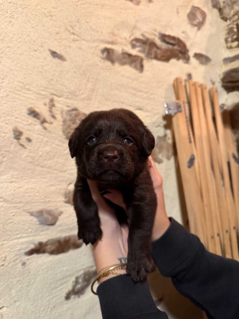 Sabello Blossom - Chiot disponible  - Labrador Retriever