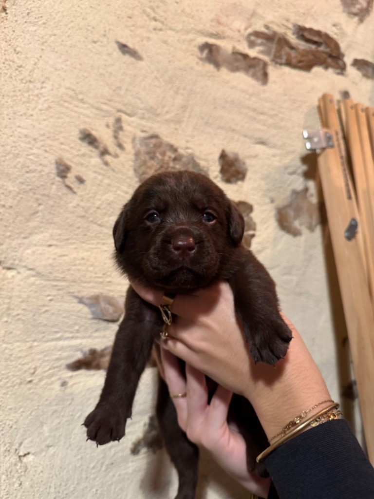 Sabello Blossom - Chiot disponible  - Labrador Retriever