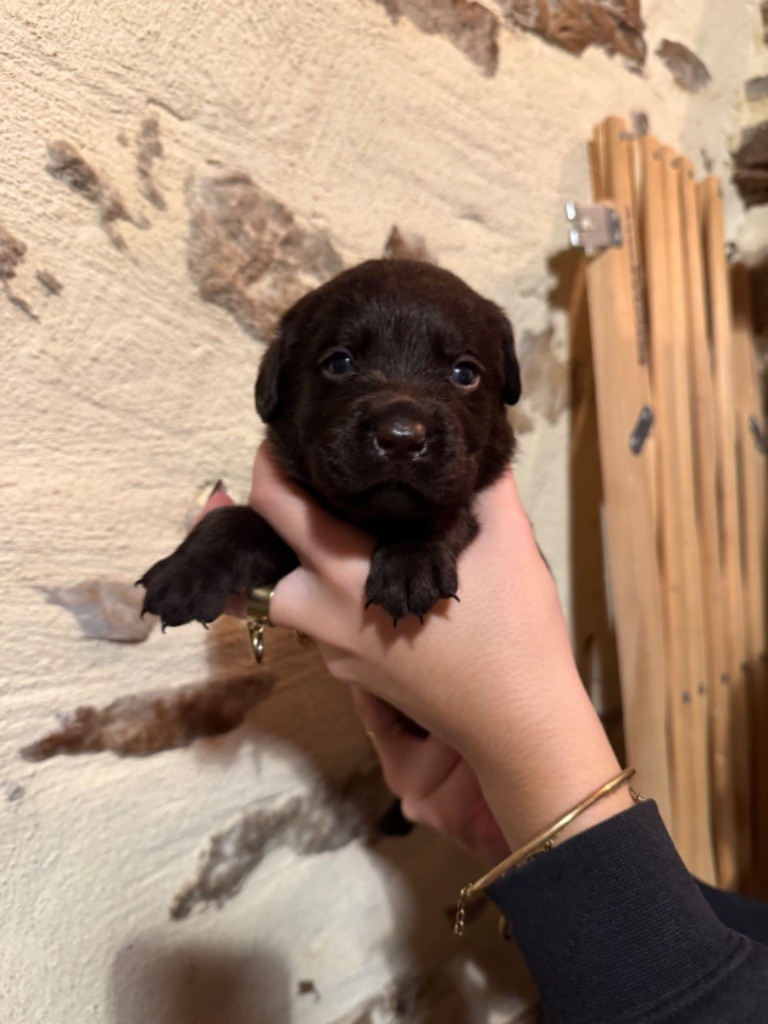 Sabello Blossom - Chiot disponible  - Labrador Retriever