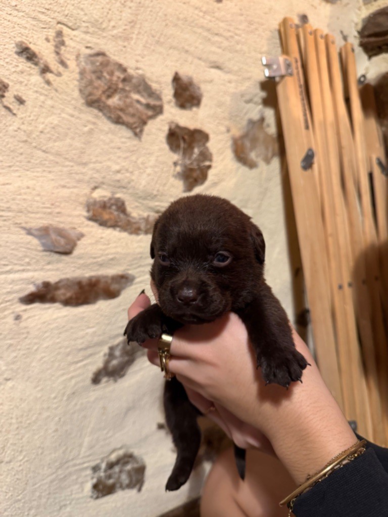 Sabello Blossom - Chiot disponible  - Labrador Retriever