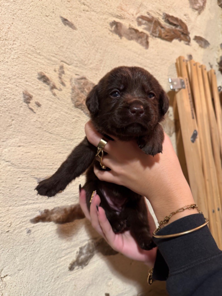 Sabello Blossom - Chiot disponible  - Labrador Retriever