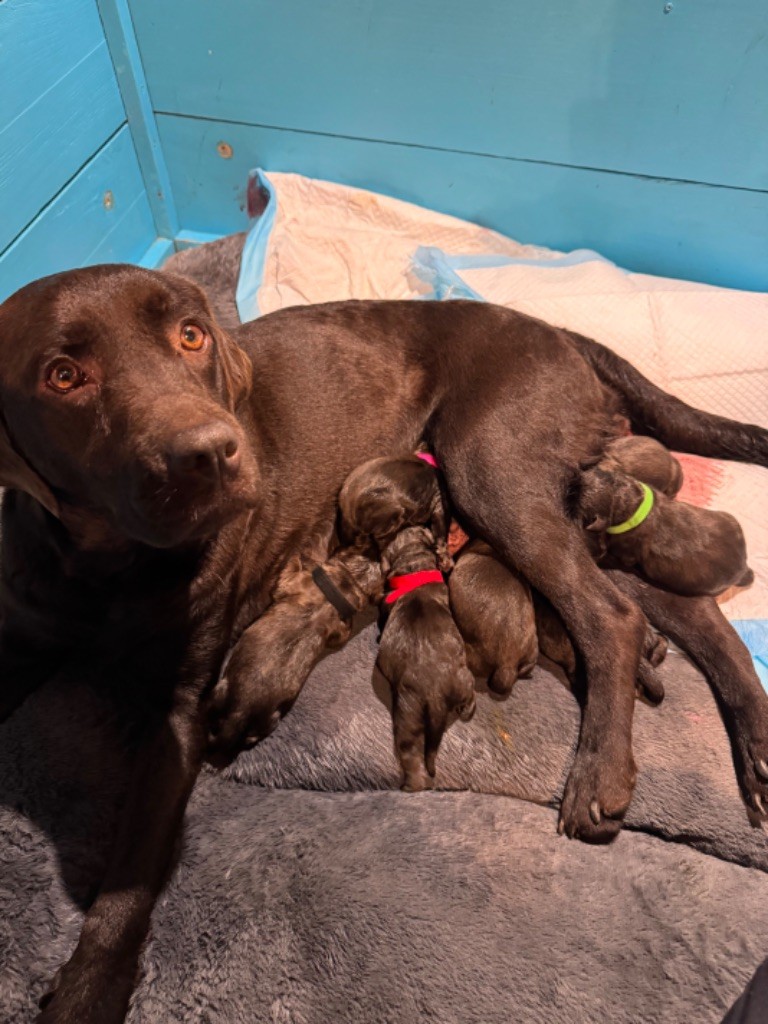 chiot Labrador Retriever Sabello Blossom