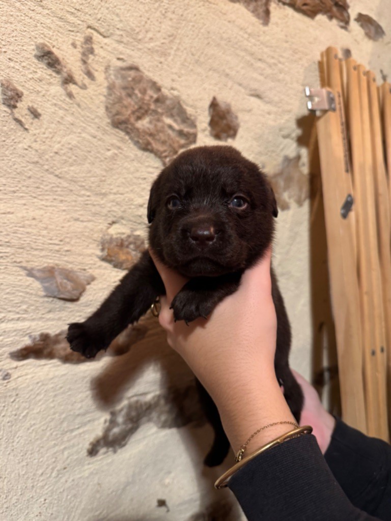 Sabello Blossom - Chiot disponible  - Labrador Retriever