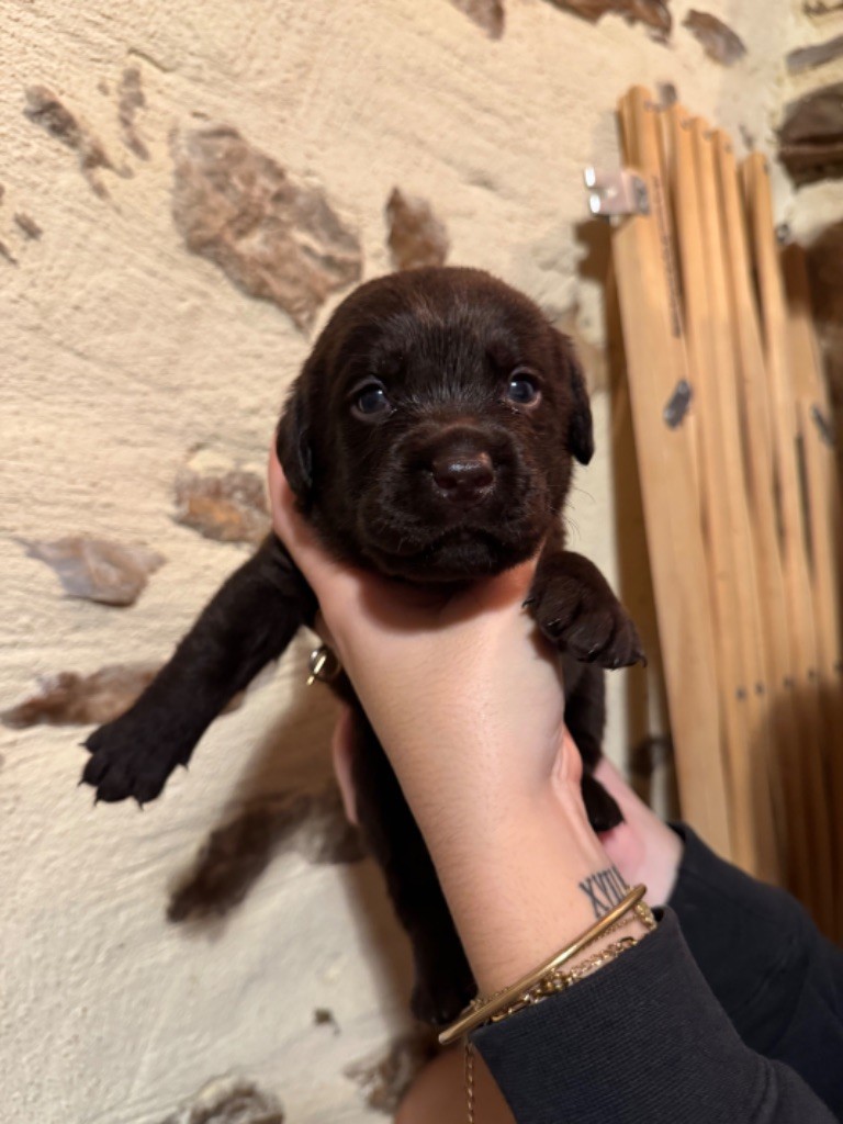 Sabello Blossom - Chiot disponible  - Labrador Retriever